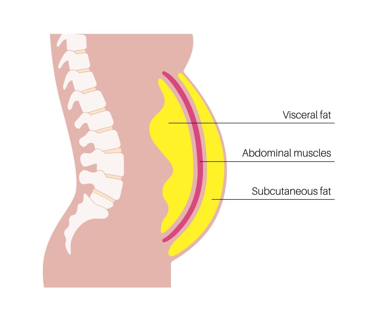 visceral fat surrounding abdominal organs illustration showing metabolic health risk